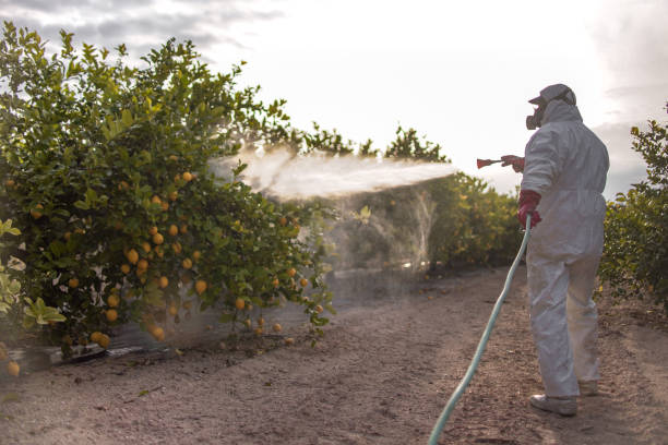 Best Mosquito Control Services  in Mascotte, FL