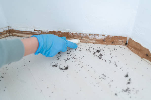Pest Prevention Services in Mascotte, FL